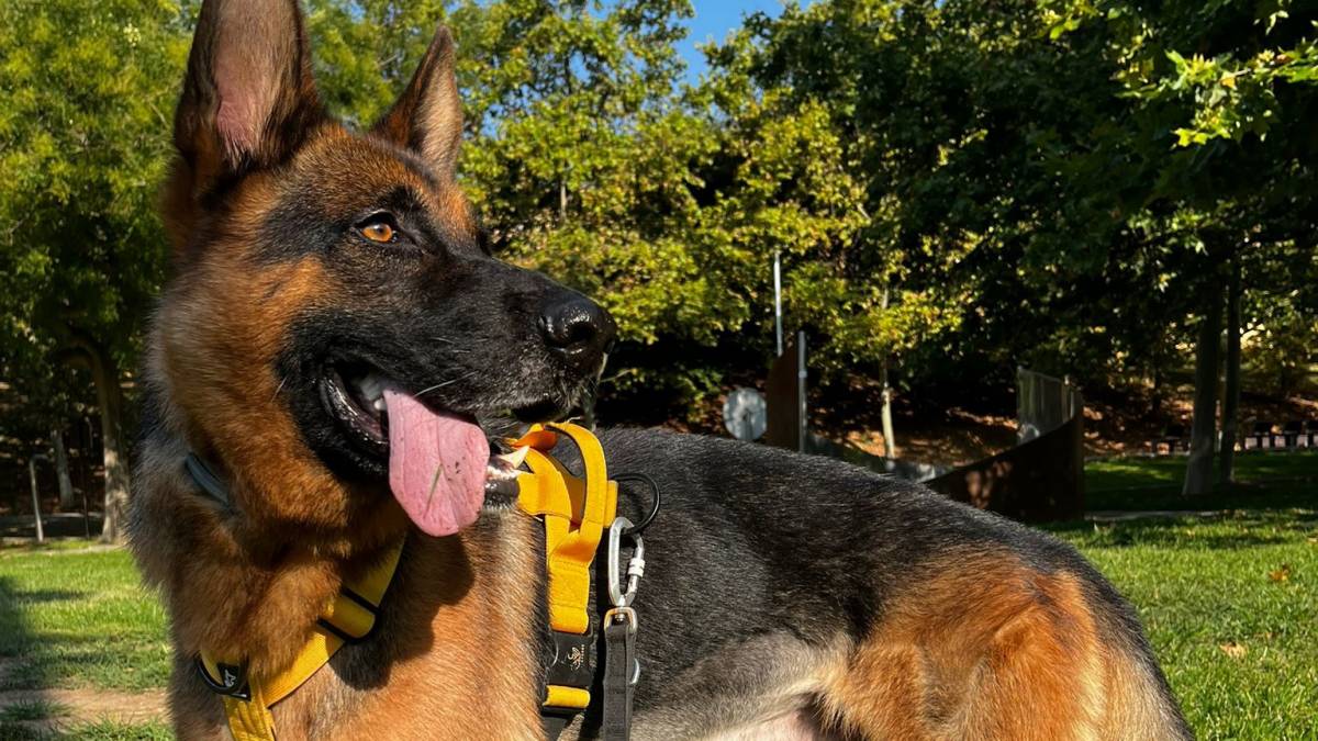 Terrassa busca la fórmula per protegir el gos Tarzán: "La família d'acollida li ha canviat la vida"