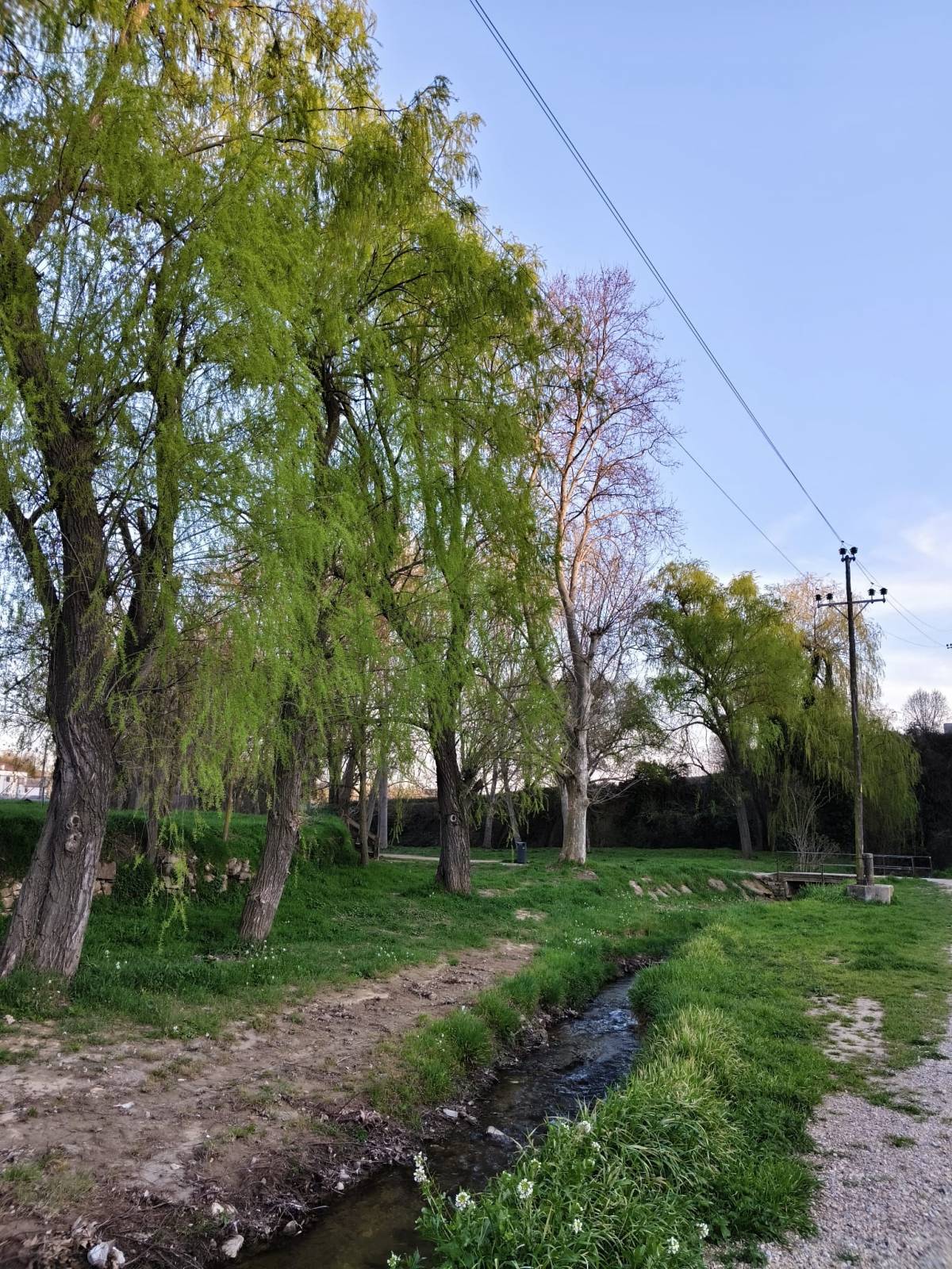 L’arbrat urbà: una inversió verda per al futur de les nostres ciutats