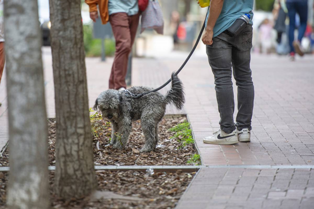 El PP vol censar l'ADN dels gossos per multar qui no reculli els excrements