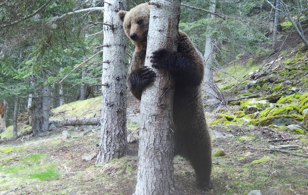 El Pirineu ja supera el centenar d'ossos