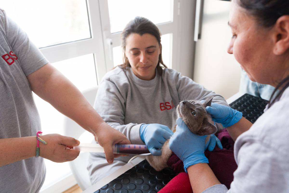 VÍDEO | El banc de sang animal que subministra tot l'Estat és a Sabadell: "Fem una crida perquè necessitem sang de gat"