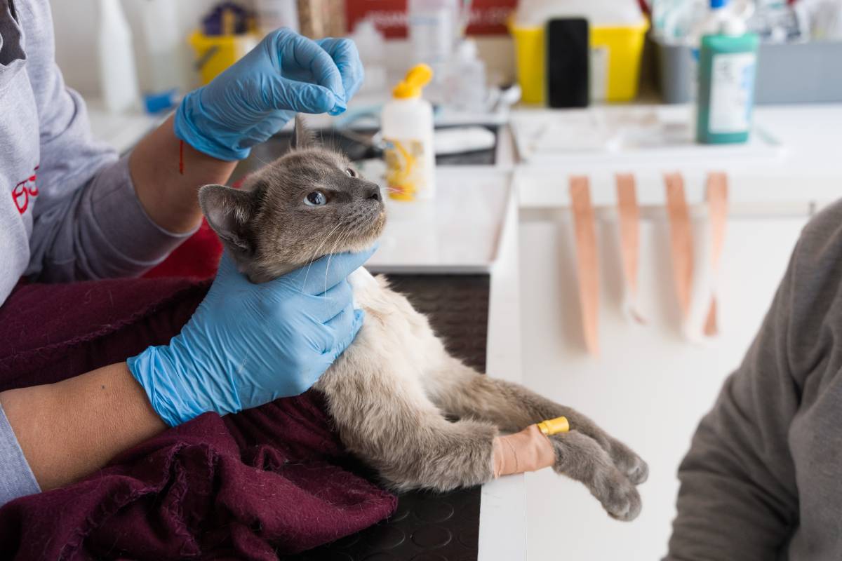 El Banc de Sang Animal de Sabadell - David Chao El Banc de Sang Animal de Sabadell