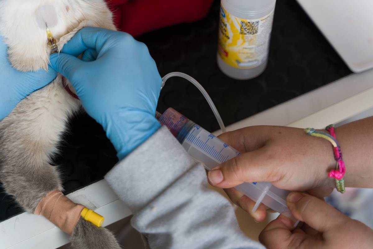 El Banc de Sang Animal de Sabadell - David Chao El Banc de Sang Animal de Sabadell