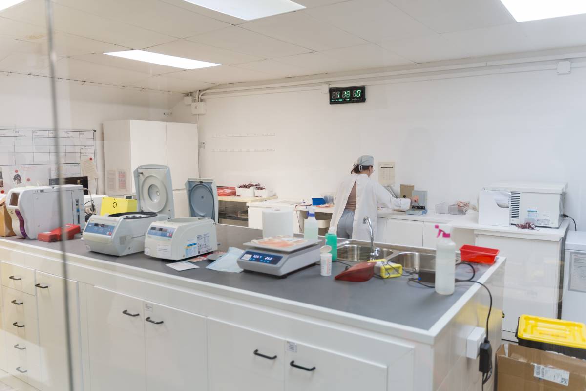 El Banc de Sang Animal de Sabadell - David Chao El Banc de Sang Animal de Sabadell