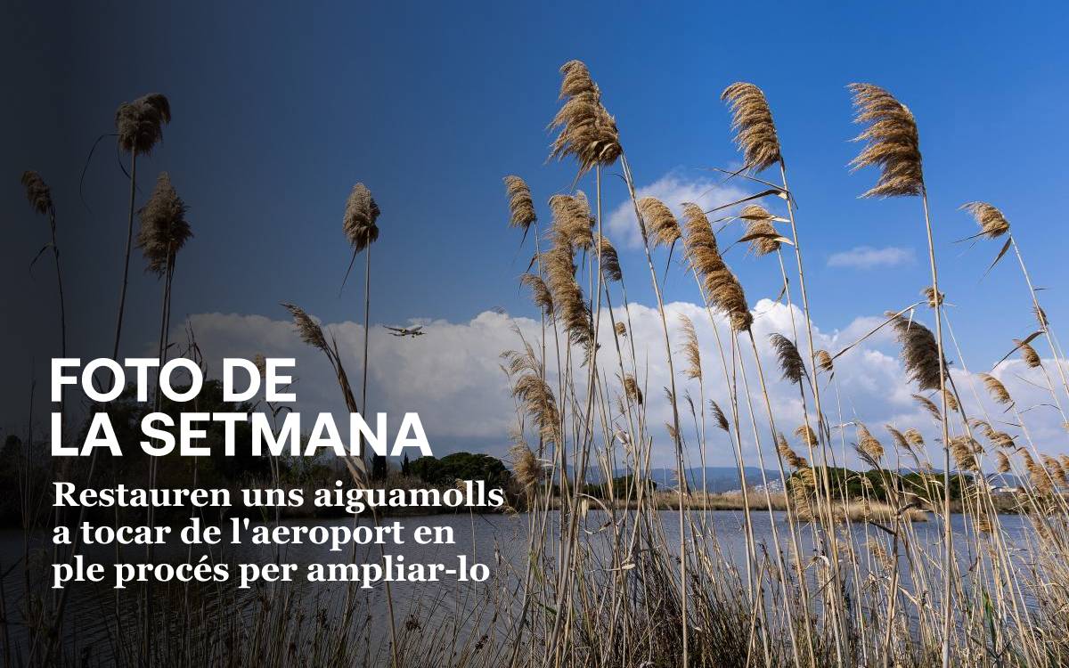 Foto de la setmana: restauració d`un aiguamoll a tocar de l`aeroport