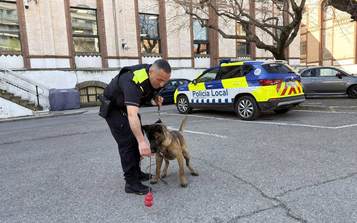 La Policia Local de Manresa incorpora en Soul i amplia la seva Unitat Canina