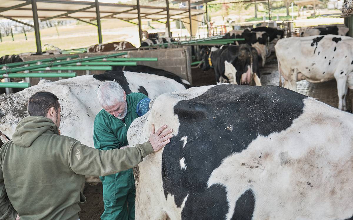El Campgran, una granja de vaques de raça frisona ubicada a Sant Martí Sescorts.