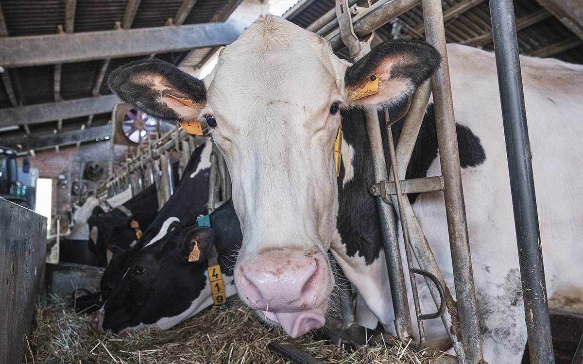 El Campgran, una granja de vaques de raça frisona ubicada a Sant Martí Sescorts.