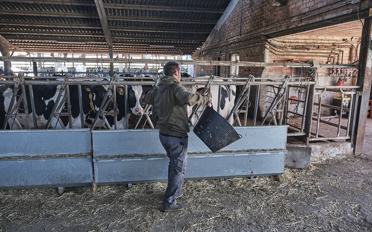 El Campgran, una granja de vaques de raça frisona ubicada a Sant Martí Sescorts.