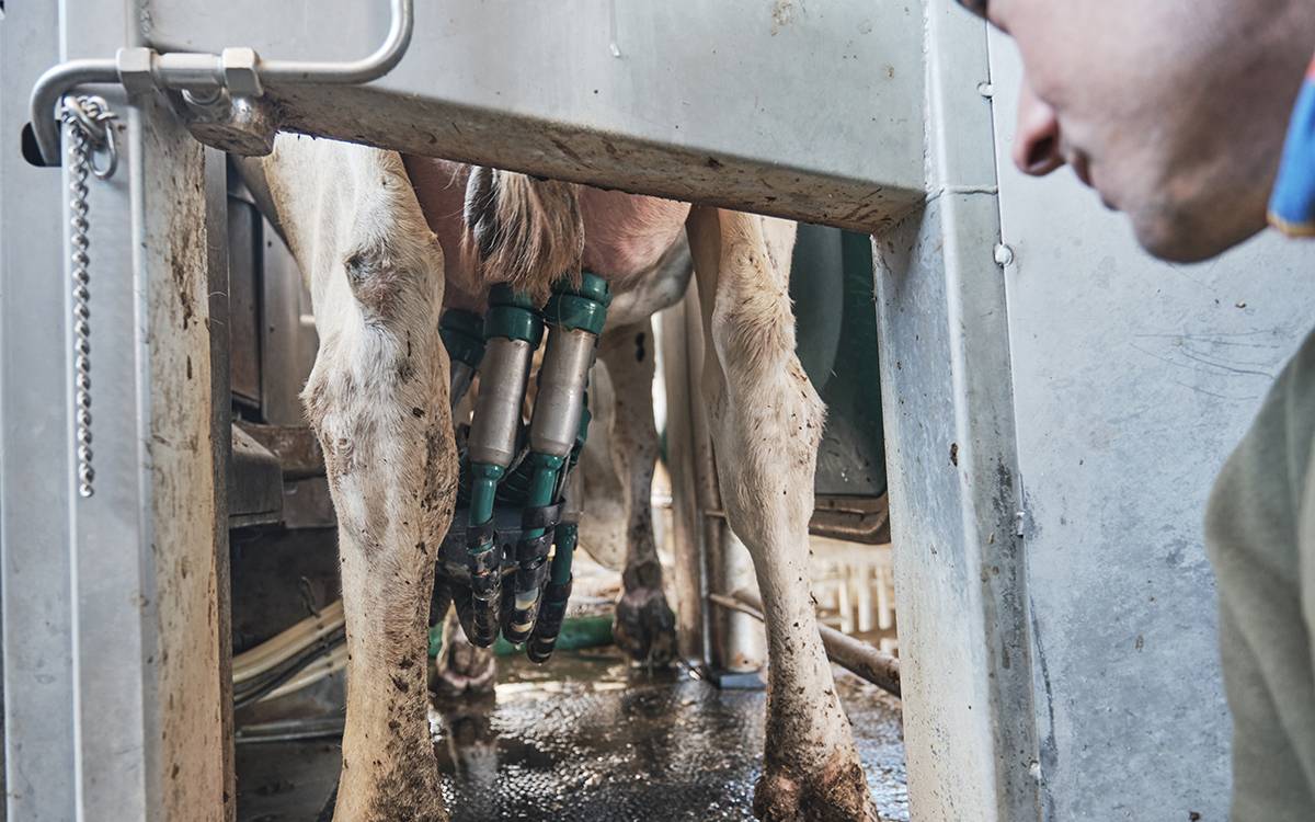 El Campgran, una granja de vaques de raça frisona ubicada a Sant Martí Sescorts.