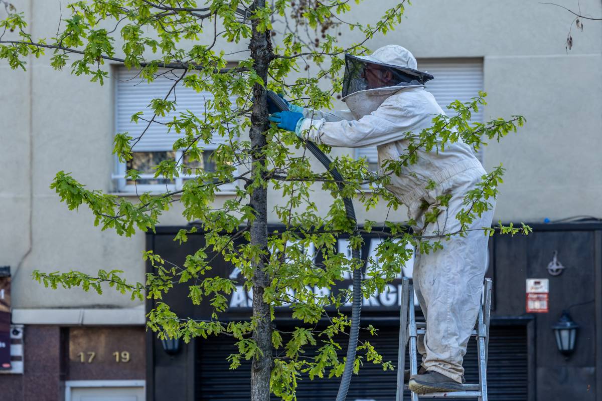 L’increment d’eixams d’abelles, a causa de la pluja: “És un bon senyal”