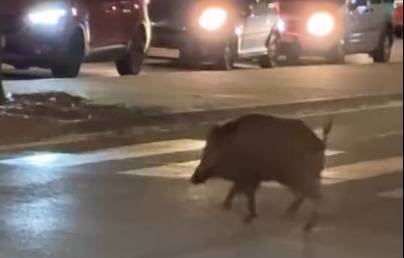VÍDEO | Un porc senglar fa un volt per Terrassa i recorre mitja ciutat
