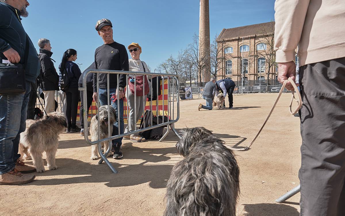 Mercat del Ram de Vic 2026.