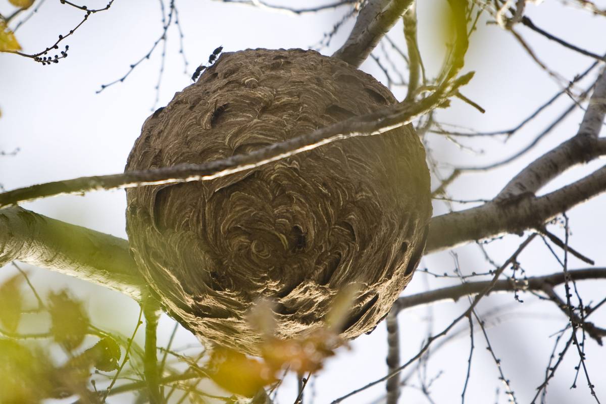 Més vespes i abelles a Terrassa: "No ens hem d'apropar ni intentar manipular-los"