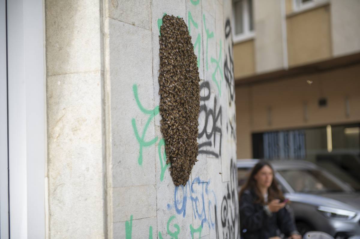 Els eixams d'abelles no solen ser agressius, però és millor no apropar-se - Alberto Tallón