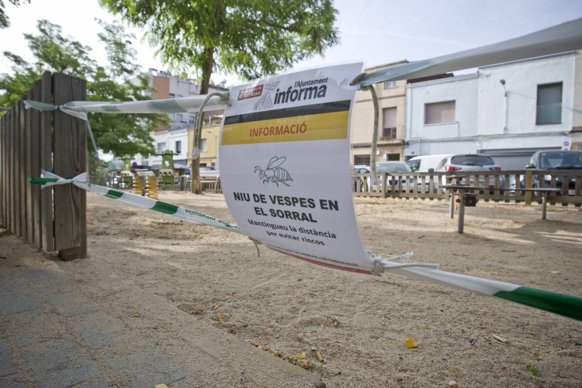 Les vespes també fan nius sota terra - Nebridi Aróztegui