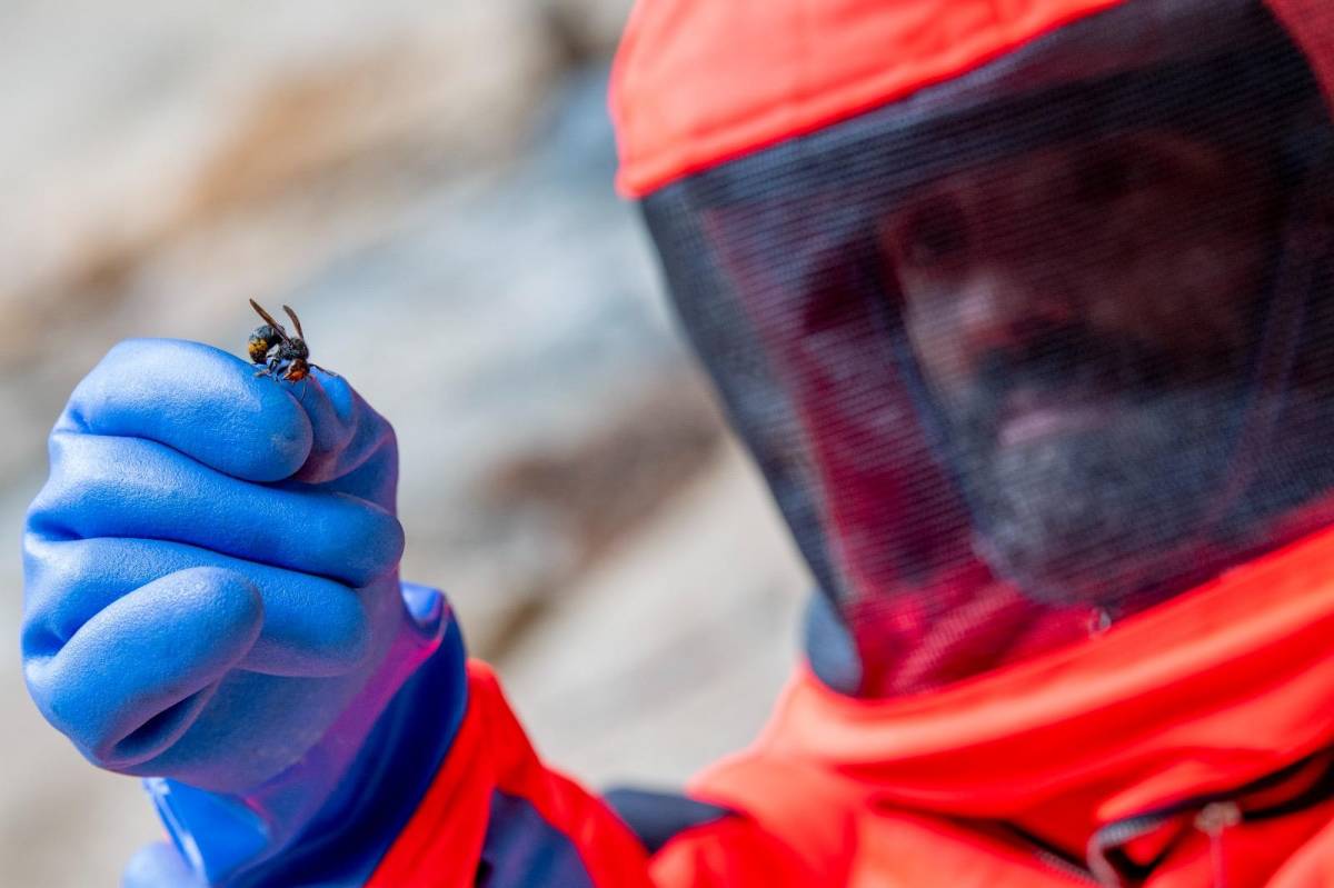 En cas de trobar un niu de vespa asiàtica, és imprescindible avisar les autoritats - 