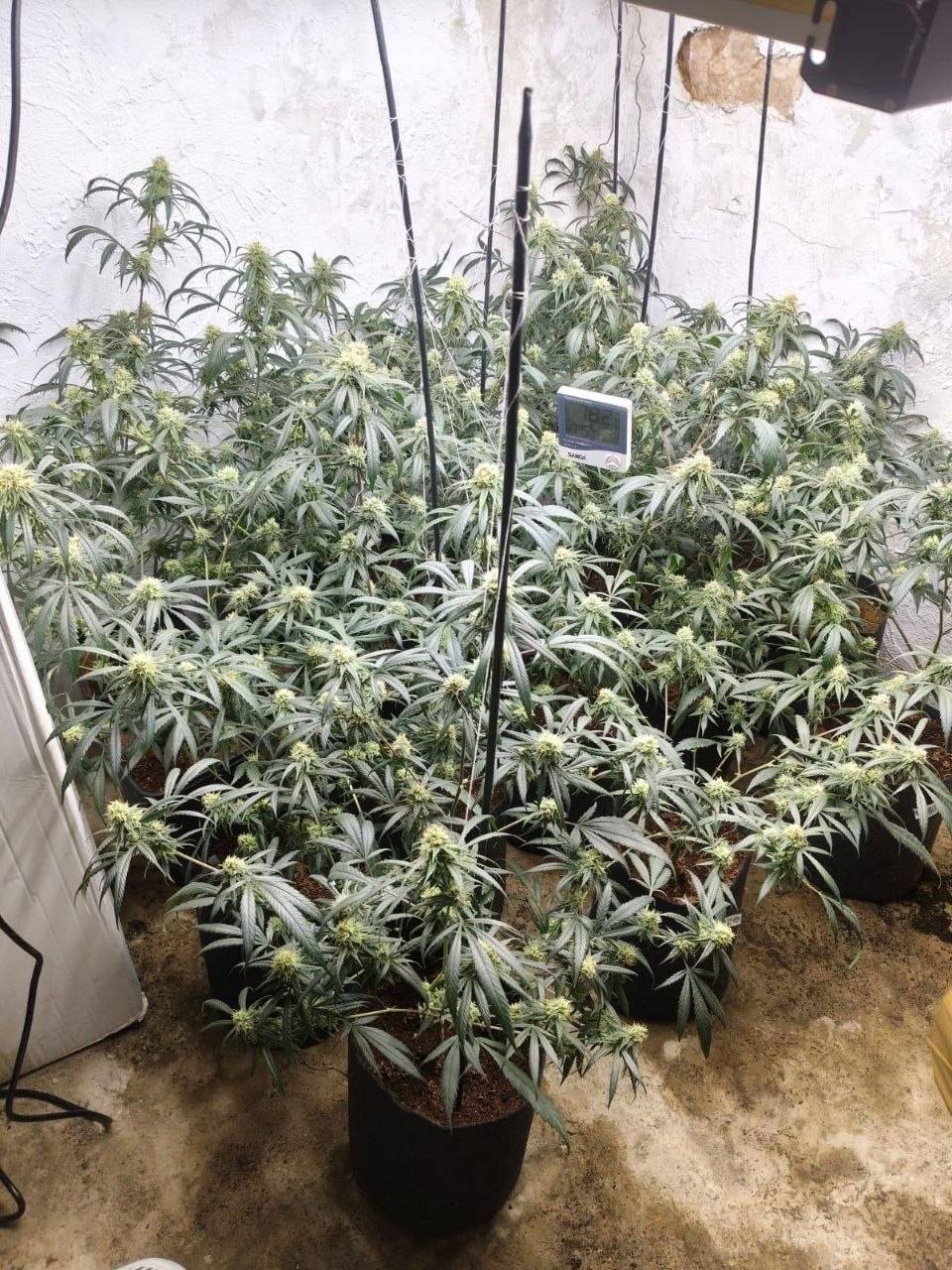 Els Mossos d’Esquadra detenen tres homes per cultivar marihuana en una vivenda a Enfesta (Solsonès)