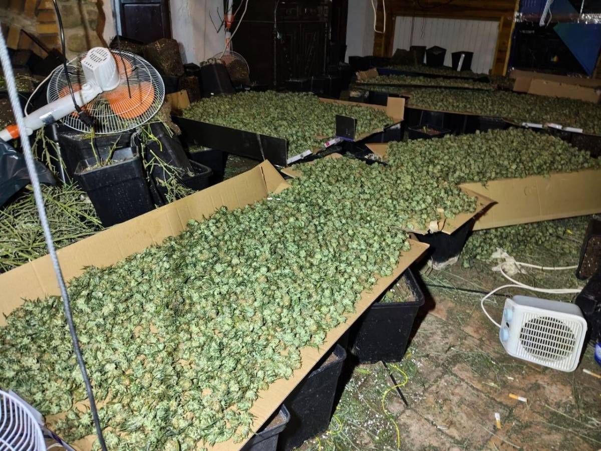 Planificació de marihuana al Solsonès  - 