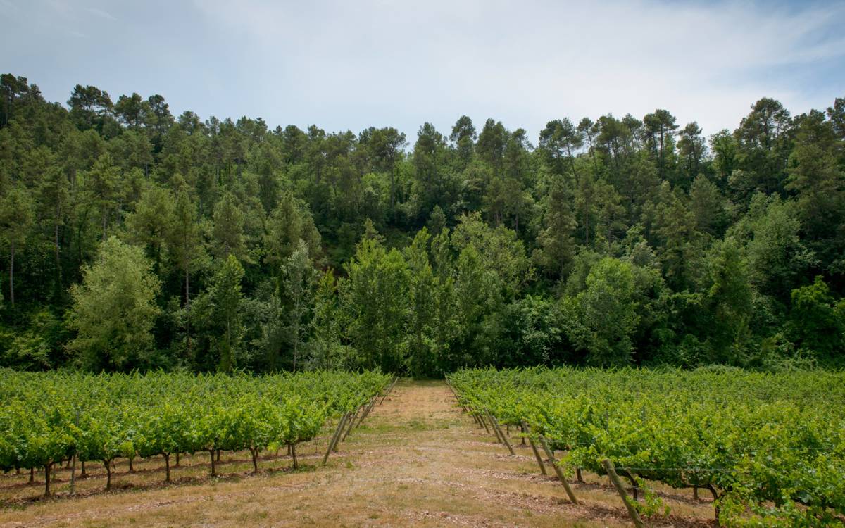 Abadal es consolida entre les marques de vi més admirades del món en el rànquing 2026