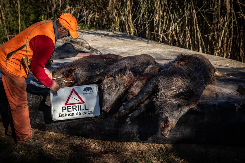 Un caçador amb la senyalització que indica que s'està fent batuda i els porcs senglars que s'han caçat aquest dimecres - 