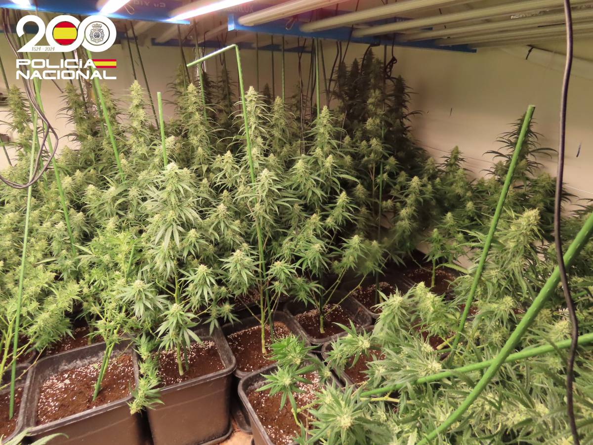 Intervenen 554 plantes de marihuana en un cultiu d’interior d’un habitatge de Sant Llorenç Savall