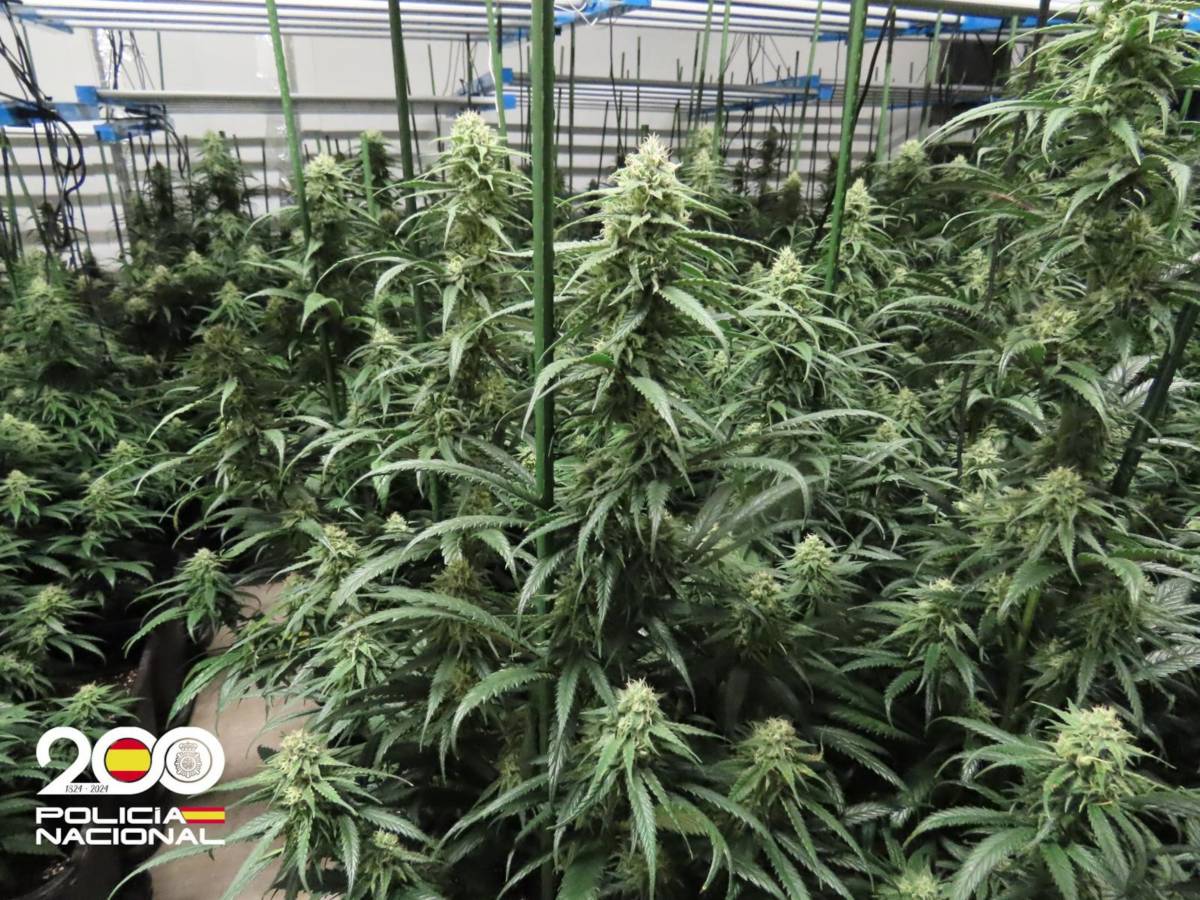 Neutralitzen un centre de producció i emmagatzematge de marihuana en un habitatge de Sant Llorenç Savall