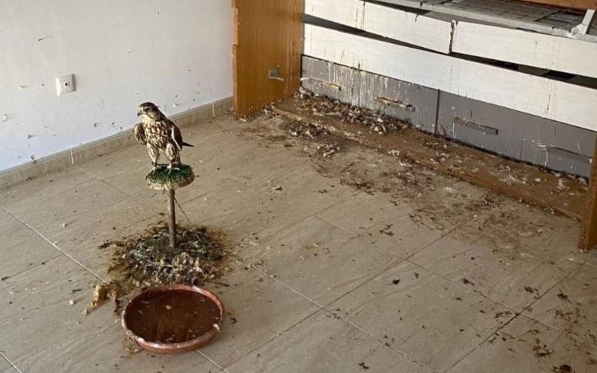 Els Mossos intervenen dos animals en males condicions a Santa Bàrbara