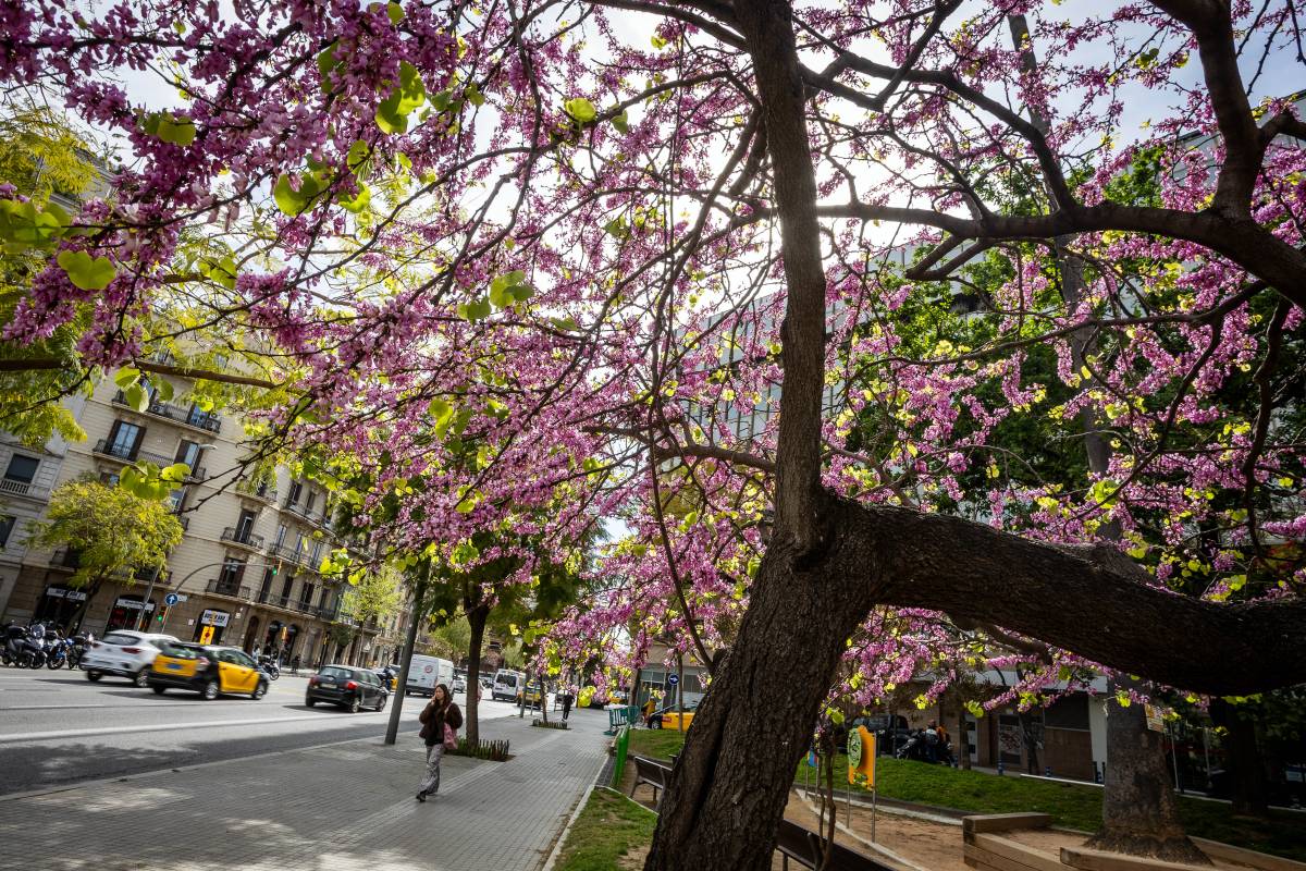 L'arbre de l’amor és originari del Mediterrani oriental - Hugo Fernández