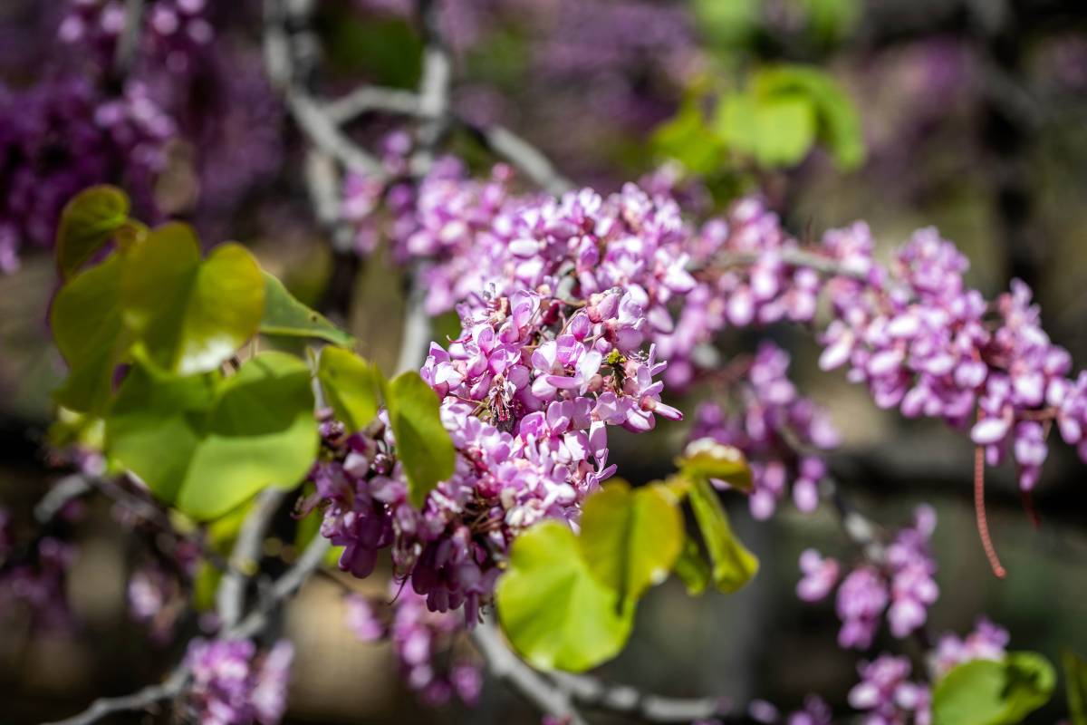 El Cercis siliquastrum omple de tons lilolosos carrers i places de Barcelona - Hugo Fernández