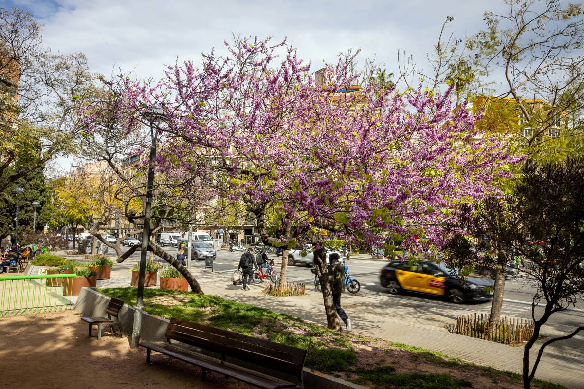 Arbre de l’amor  (Cercis siliquastrum) 