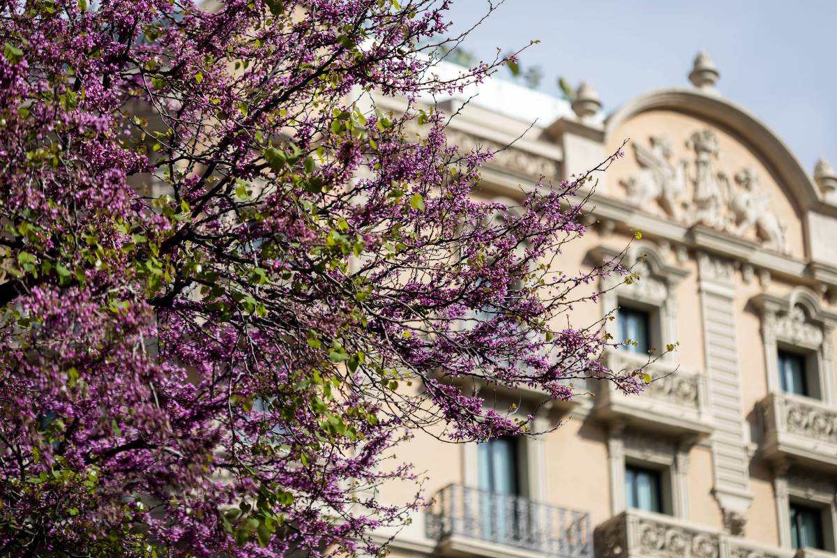 Un arbre de l’amor en un xamfrà de Barcelona - Hugo Fernández