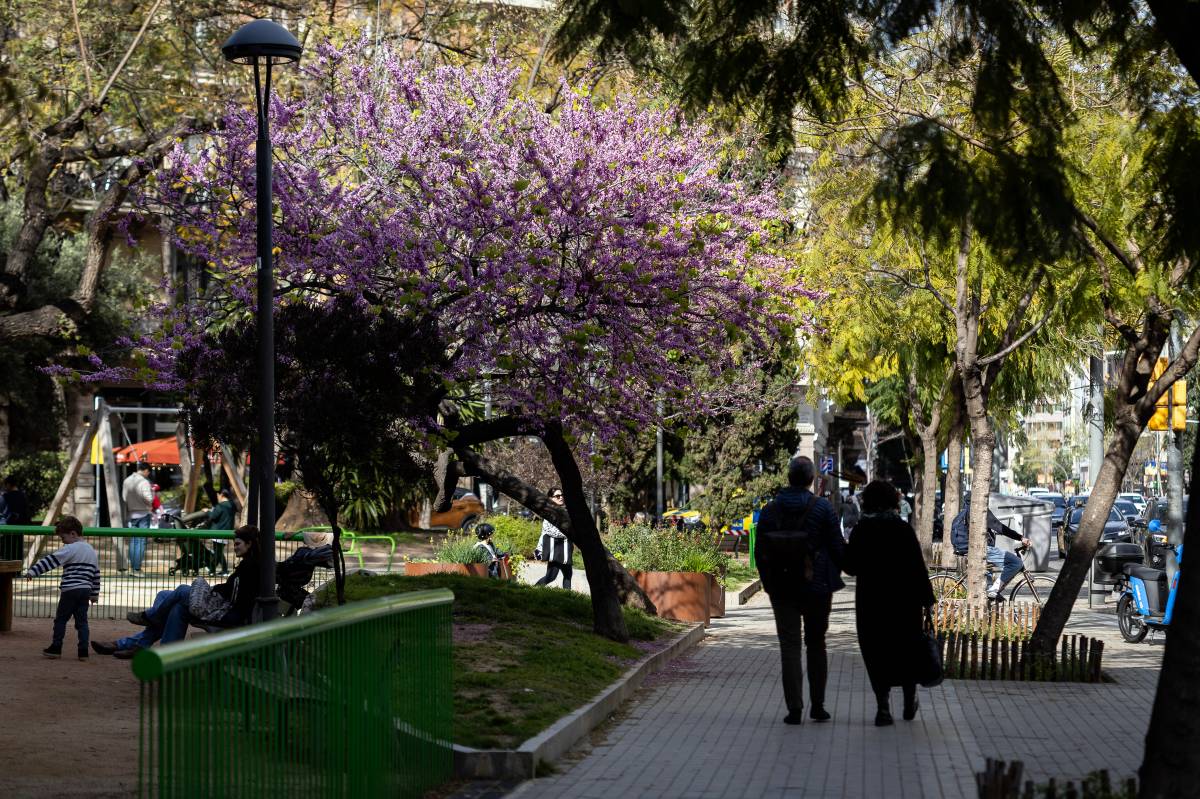 La plaça Letamendi de Barcelona és un dels centenars de punts de la ciutat amb arbres de l'amor - Hugo Fernández
