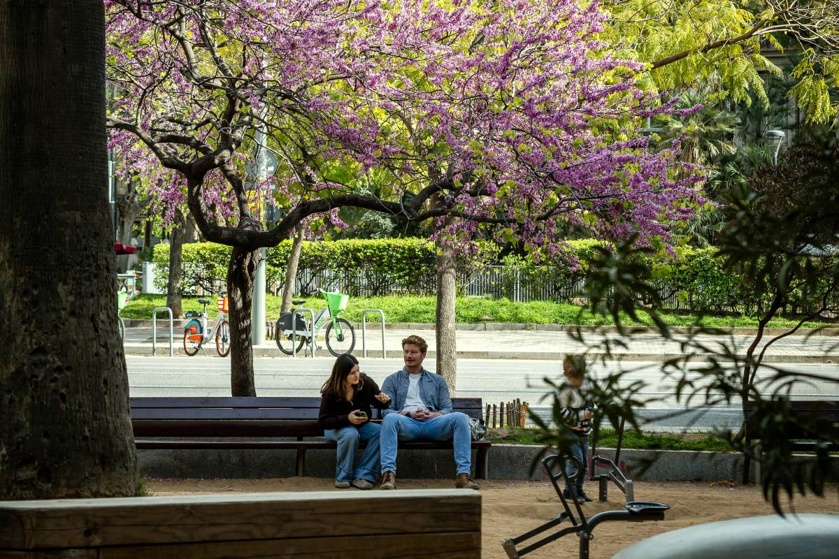 L'arbre de l'amor floreix a Barcelona