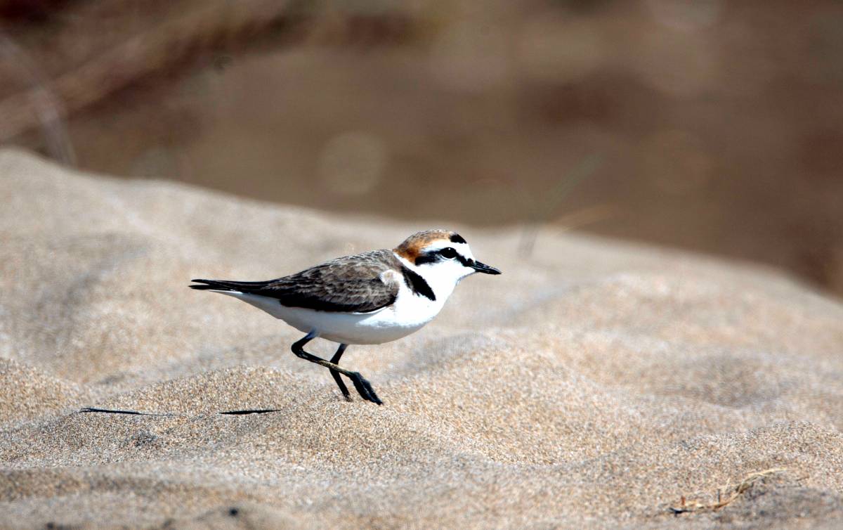 Catalunya protegeix platges per la nidificació del corriol comanegre