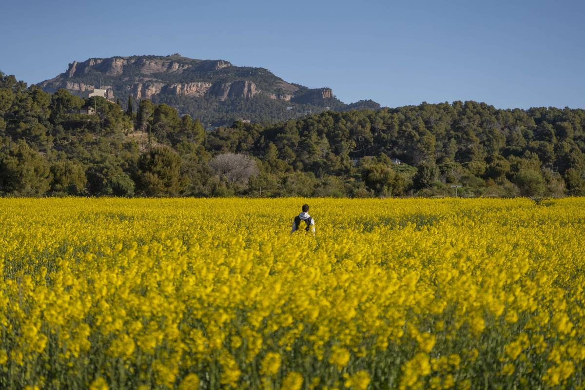 FOTOS | El groc s’apodera del Pla del Bonaire