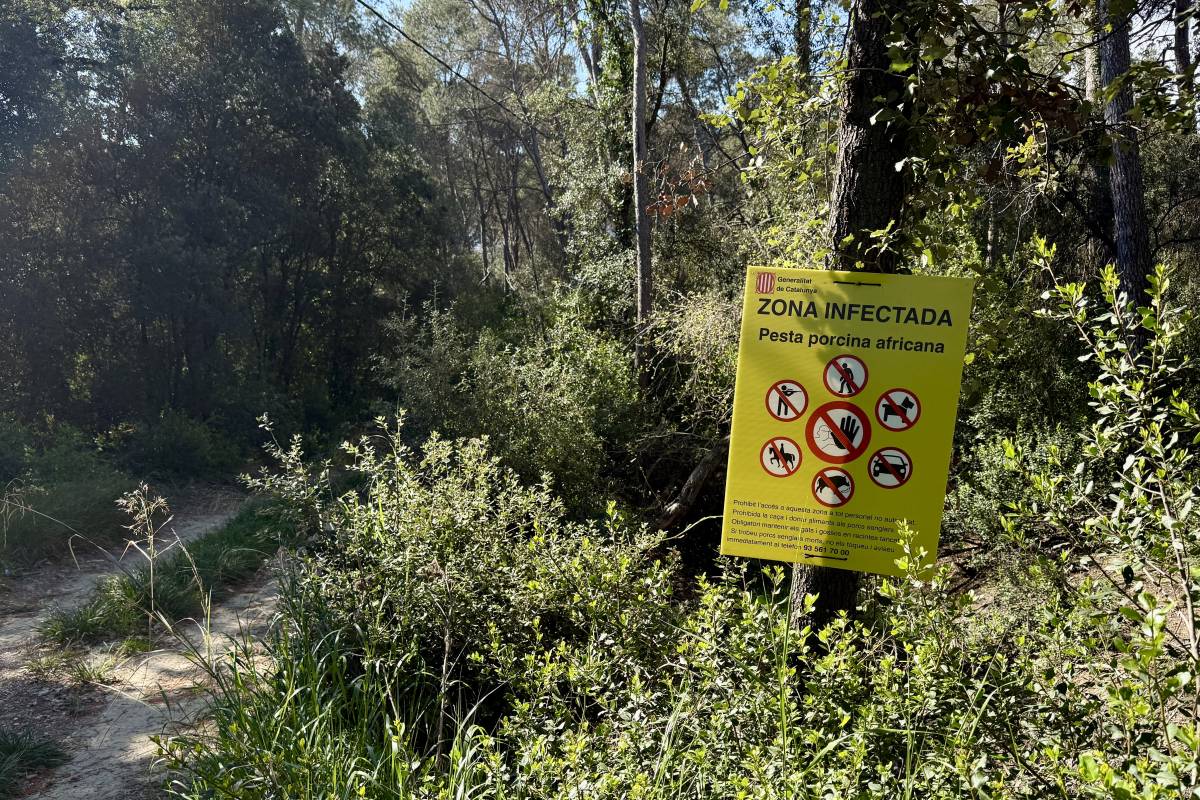 Drons i nous equips portàtils de desinfecció per fer front a la pesta porcina africana