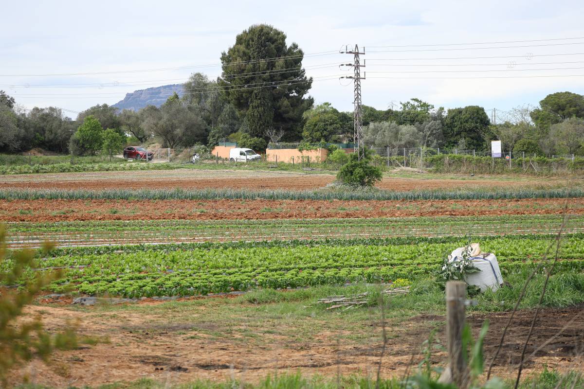 Terrenys de conreu al Parc Agrari de Sabadell