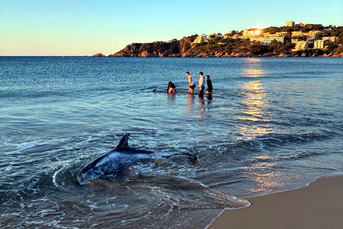Rescaten dos dofins encallats a la platja de Sant Feliu de Guíxols