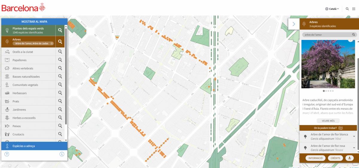 Distribució de l`espècie a Barcelona