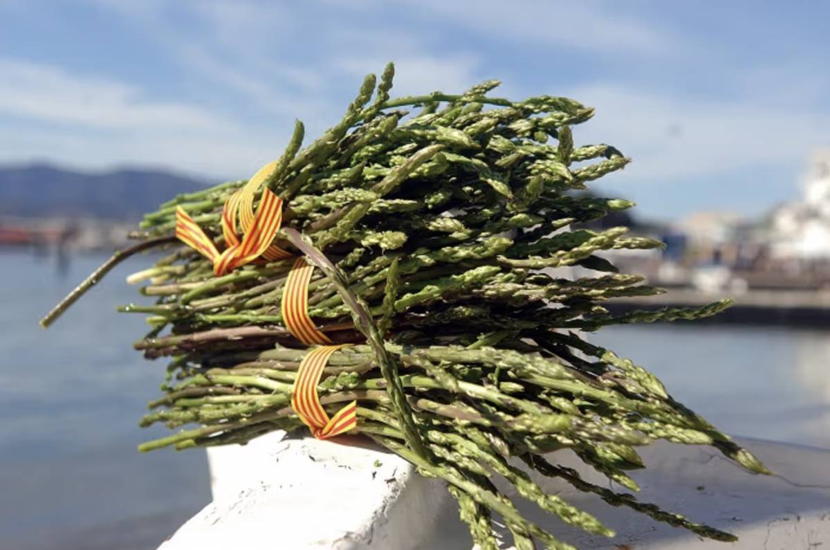 XV Fira de l`Espàrrec de bosc