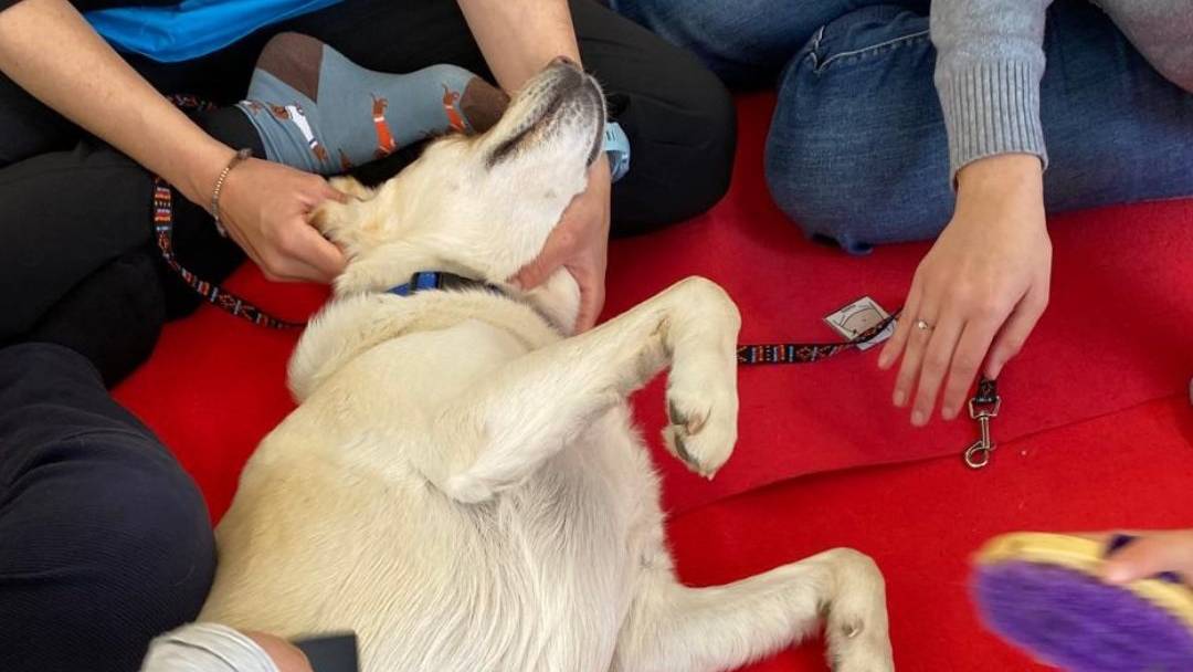 El CST i la Fundació Barça impulsen la teràpia assistida amb gossos