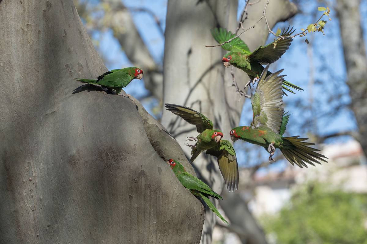 Una nova espècie de cotorra podria haver fet niu a la ciutat