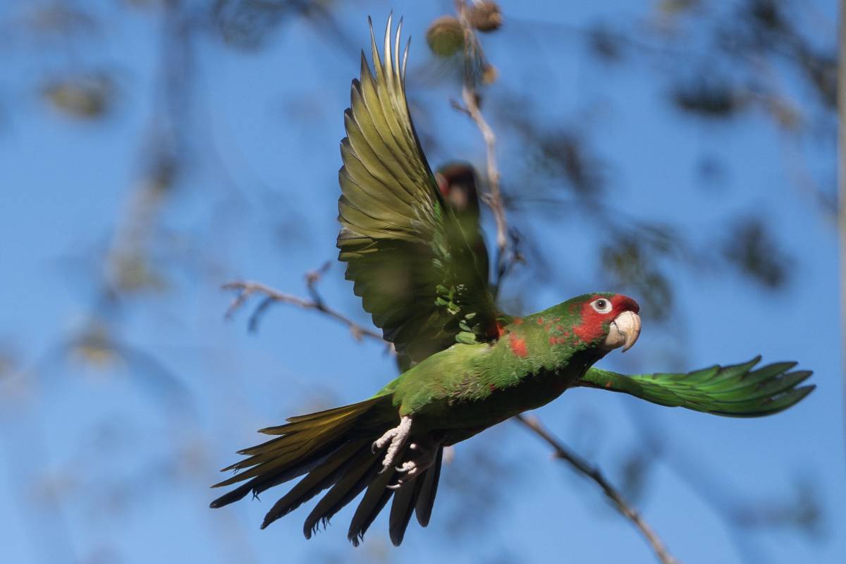 S'han vist cotorres invasores a Vallparadís - Nebridi Aróztegui