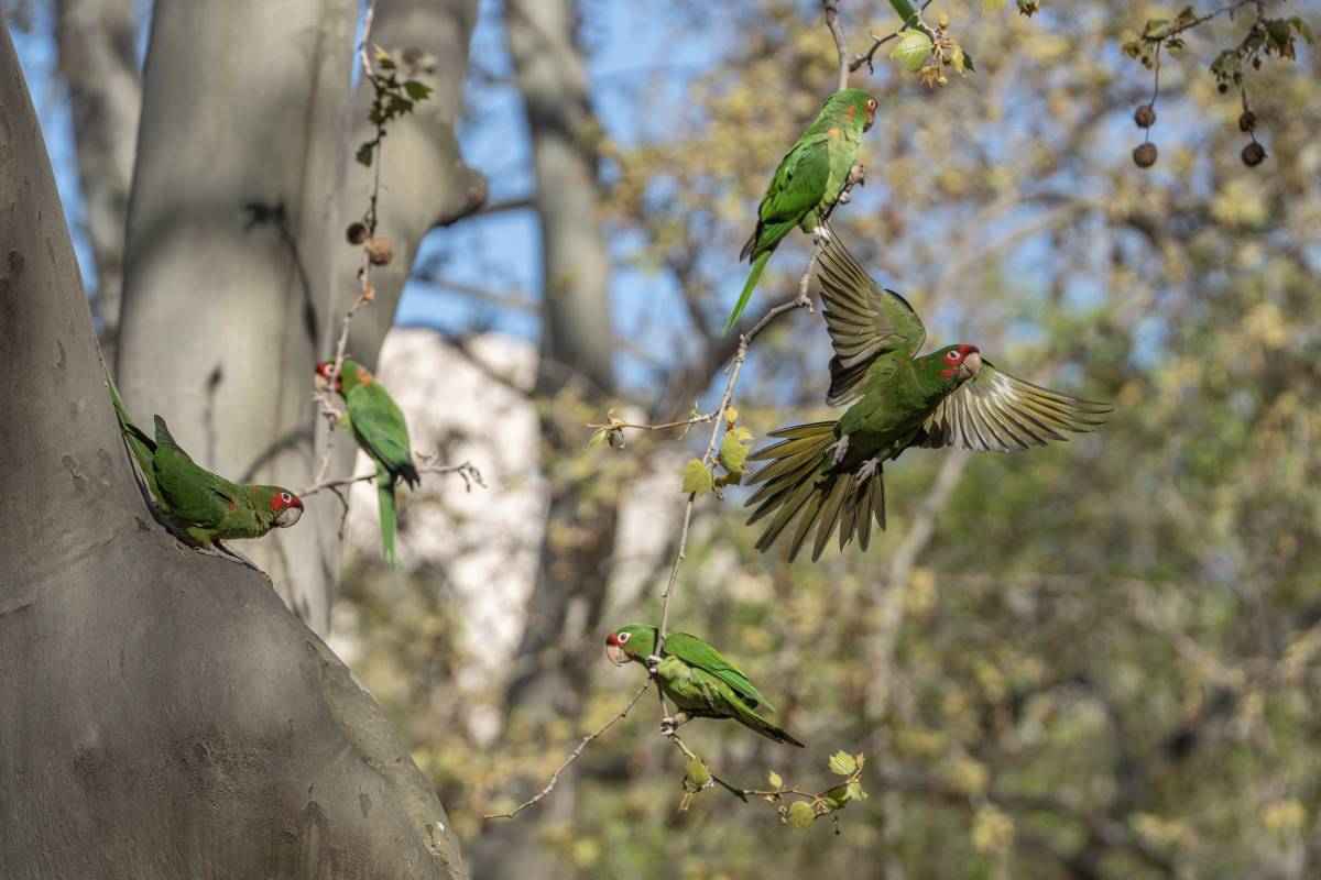 Diversos individus de l’espècie Psittacara mitratus - Nebridi Aróztegui