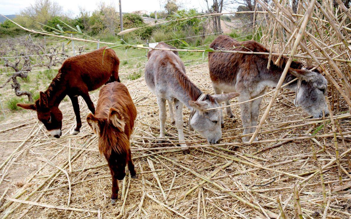 Prova pilot amb un grup de rucs per reduir la presència de canya americana al Baix Penedès