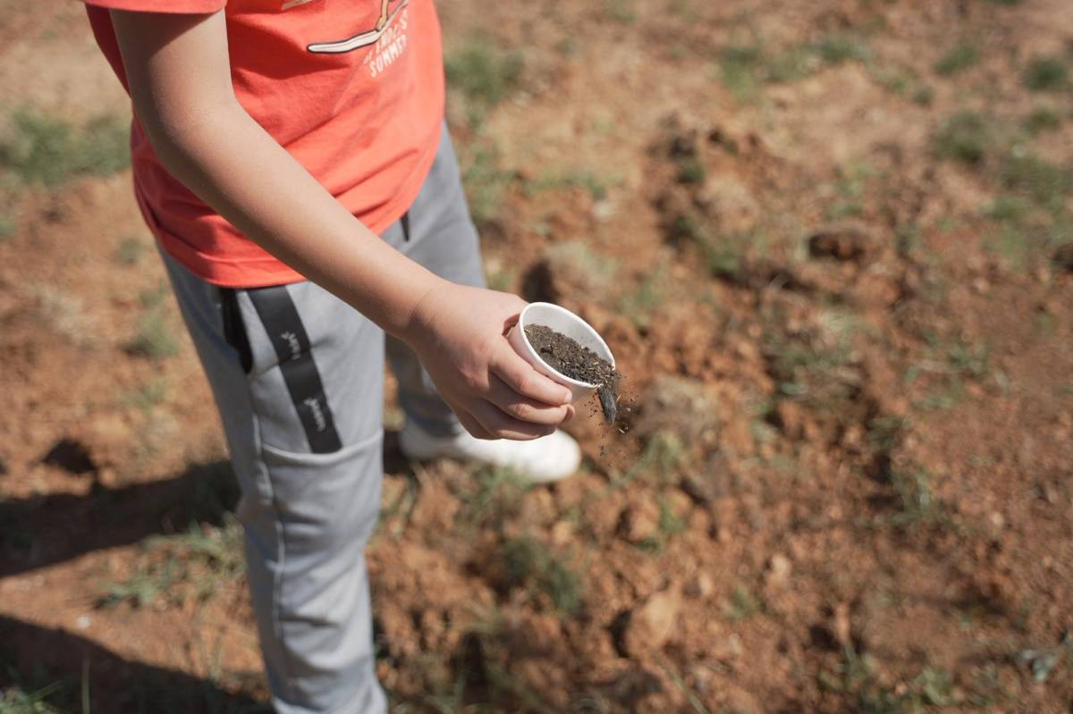Plantació d'arbres al parc de la Romeua - David Chao