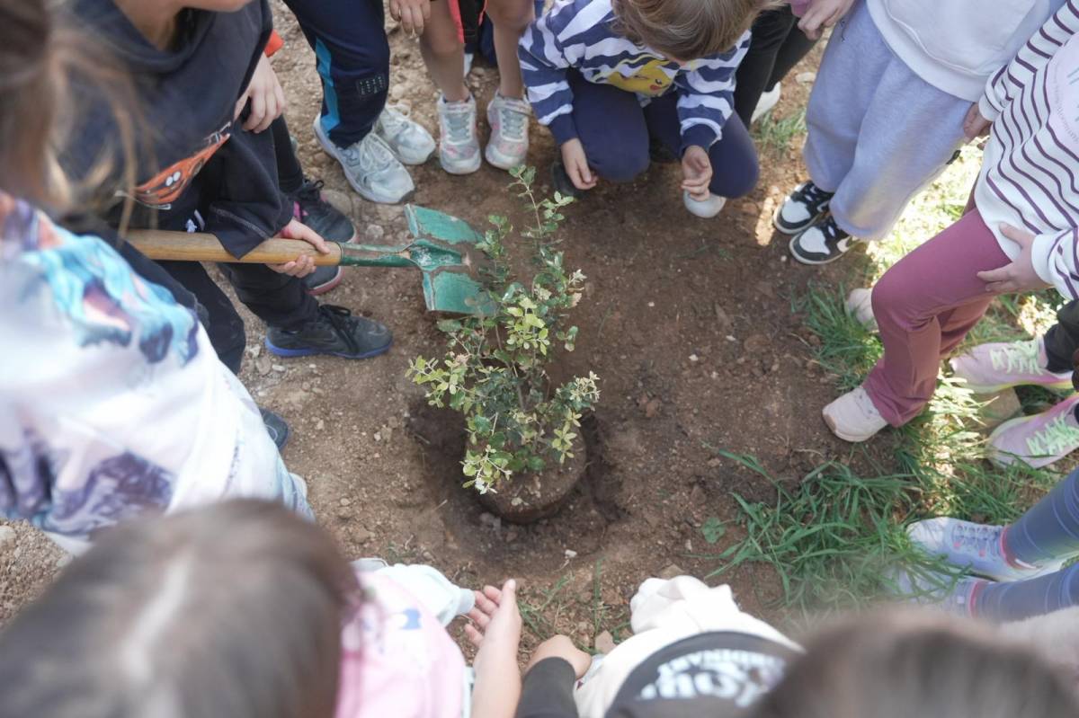 Plantació d'arbres al parc de la Romeua - David Chao