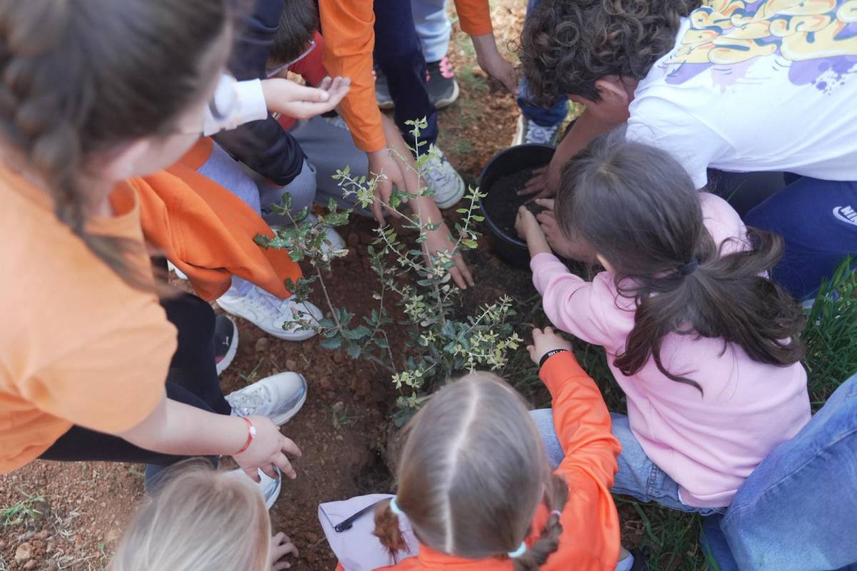 Plantació d'arbres al parc de la Romeua - David Chao