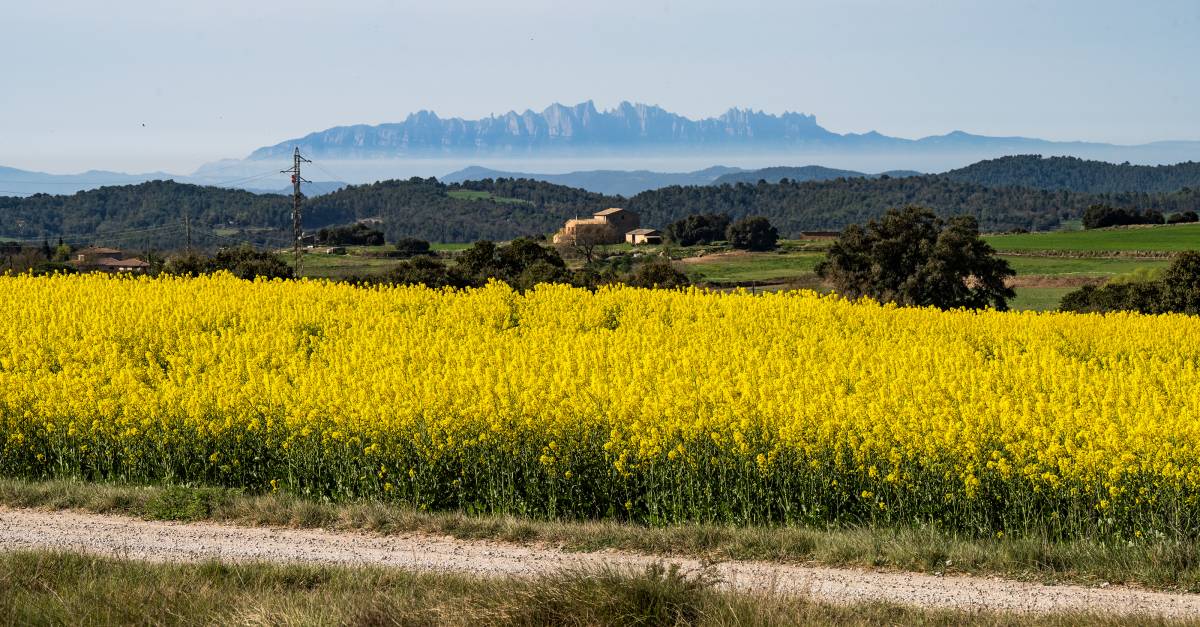 El temps d'aquest dijous: calor i pols en suspensió